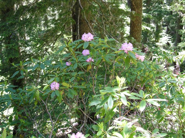 6.24-25.06 Memaloose Lake 156 